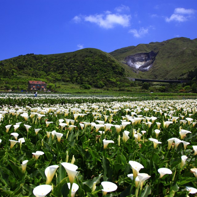 Yangmingshan(Navigation page)