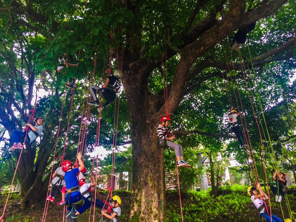 Tree climbing