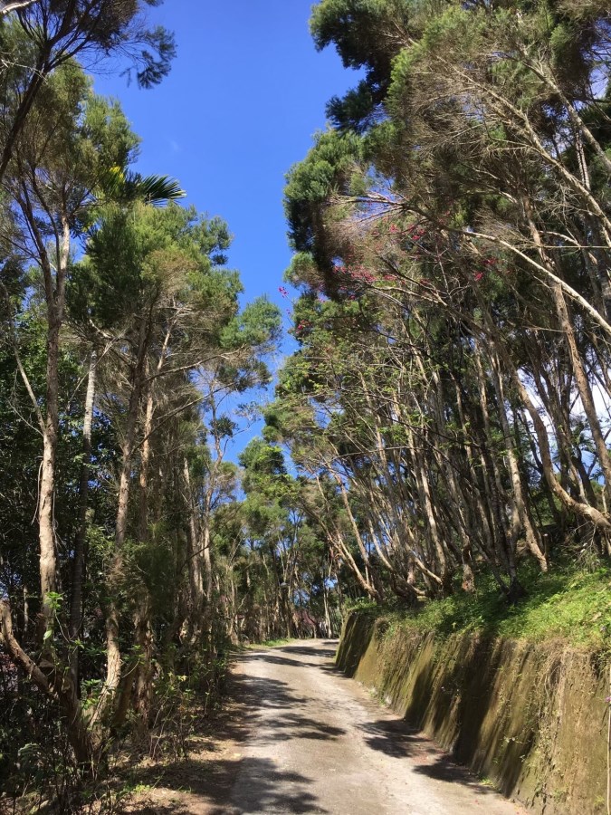 園區景觀 山林步道