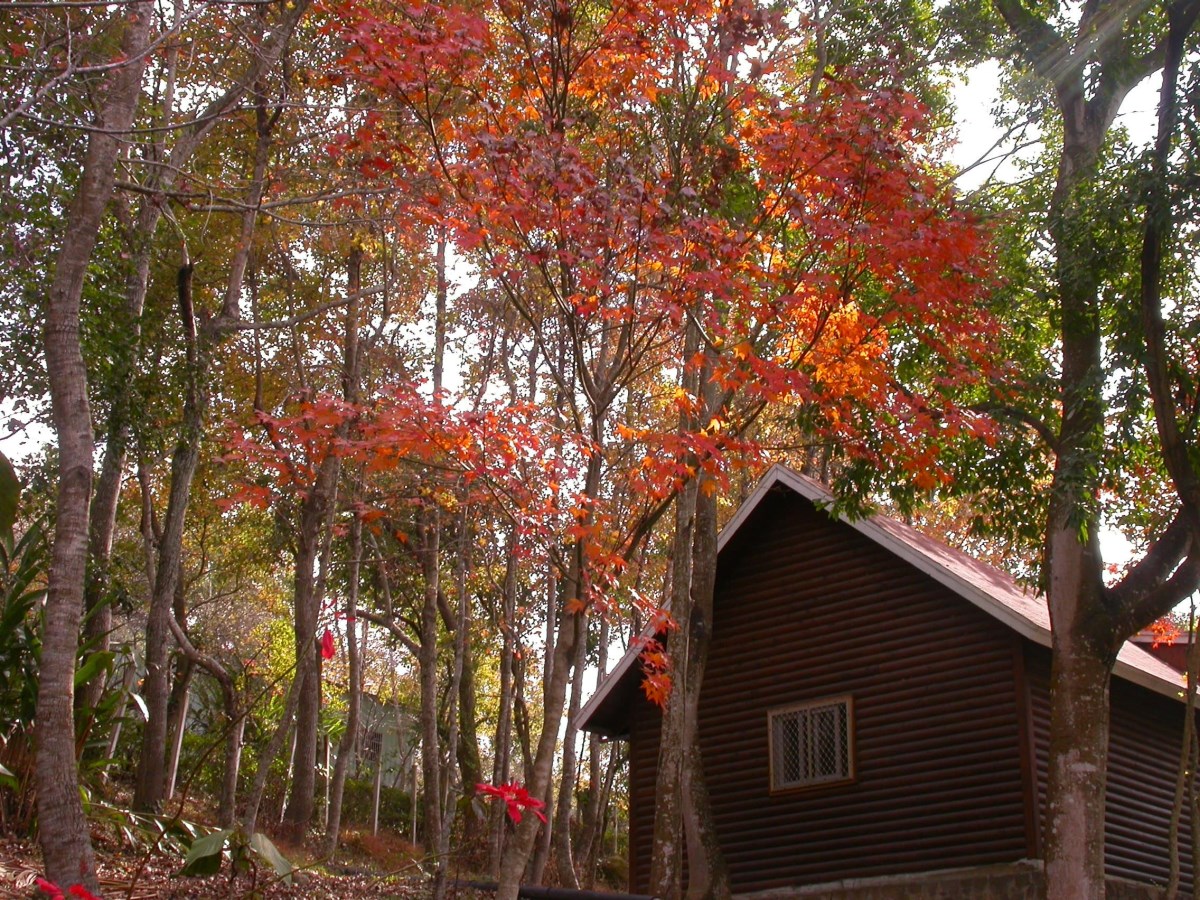 Maple Leaf Beauty