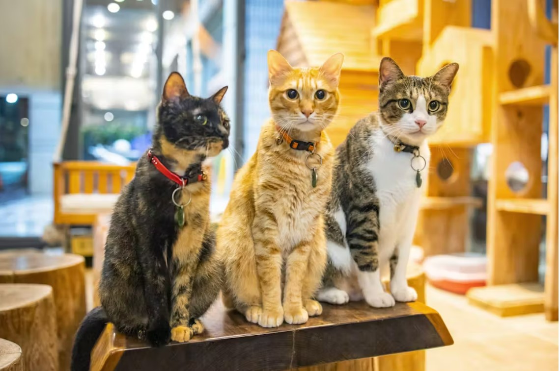 美嘉美大飯店 (3)