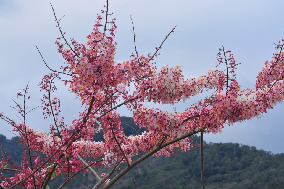 온천과 꽃구경, 캠핑의 재미를 함께, 바오라이화상온천공원 내 Pink Shower Tree가 만개